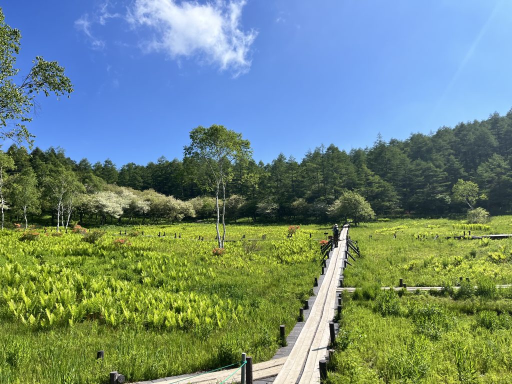 入笠湿原