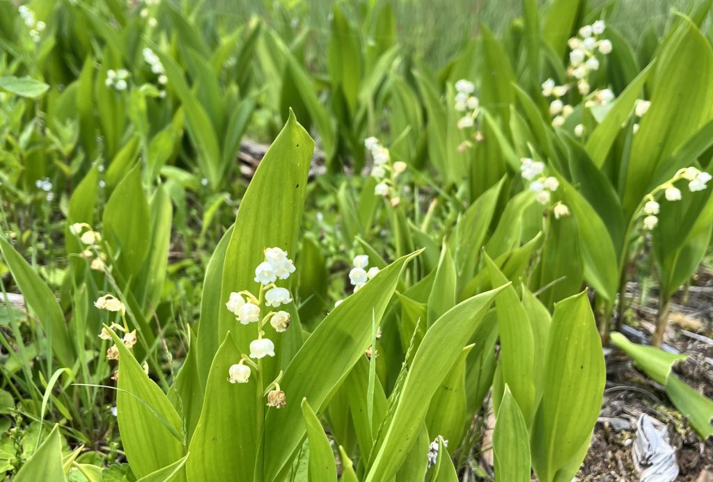 入笠山湿原の花