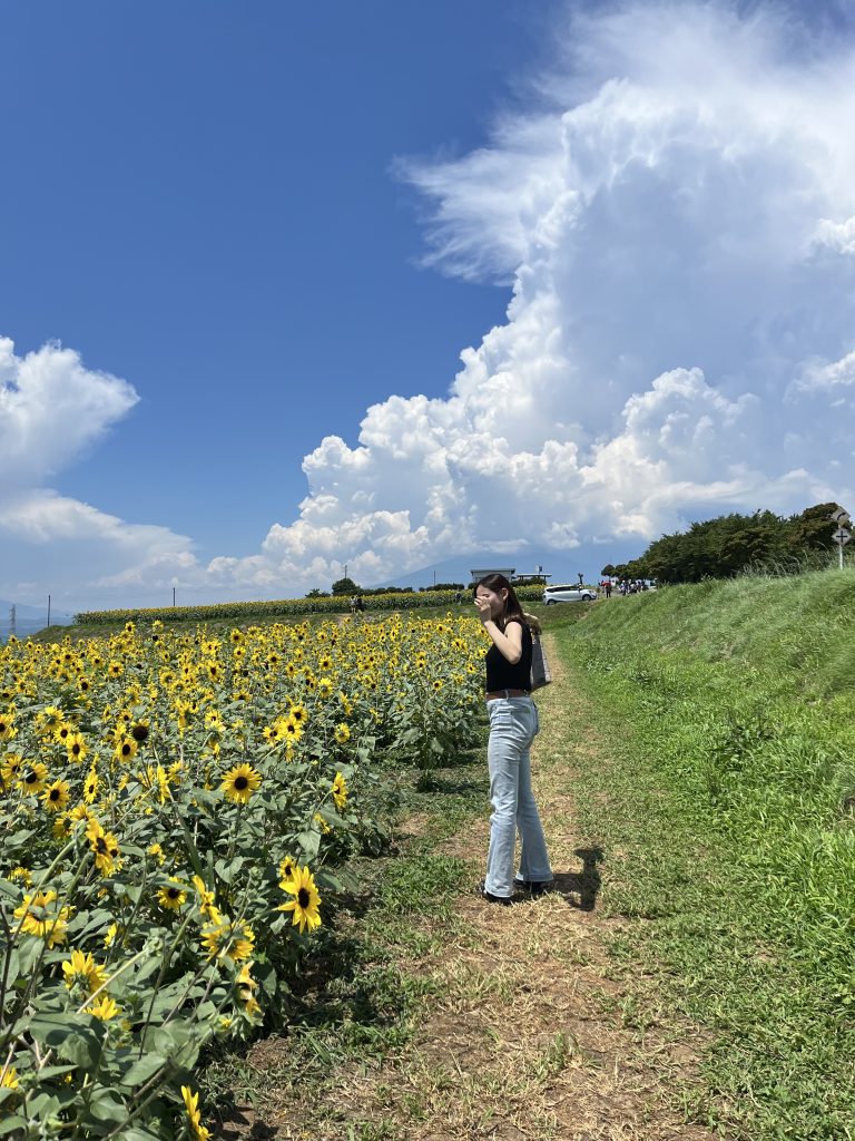 明野ひまわり