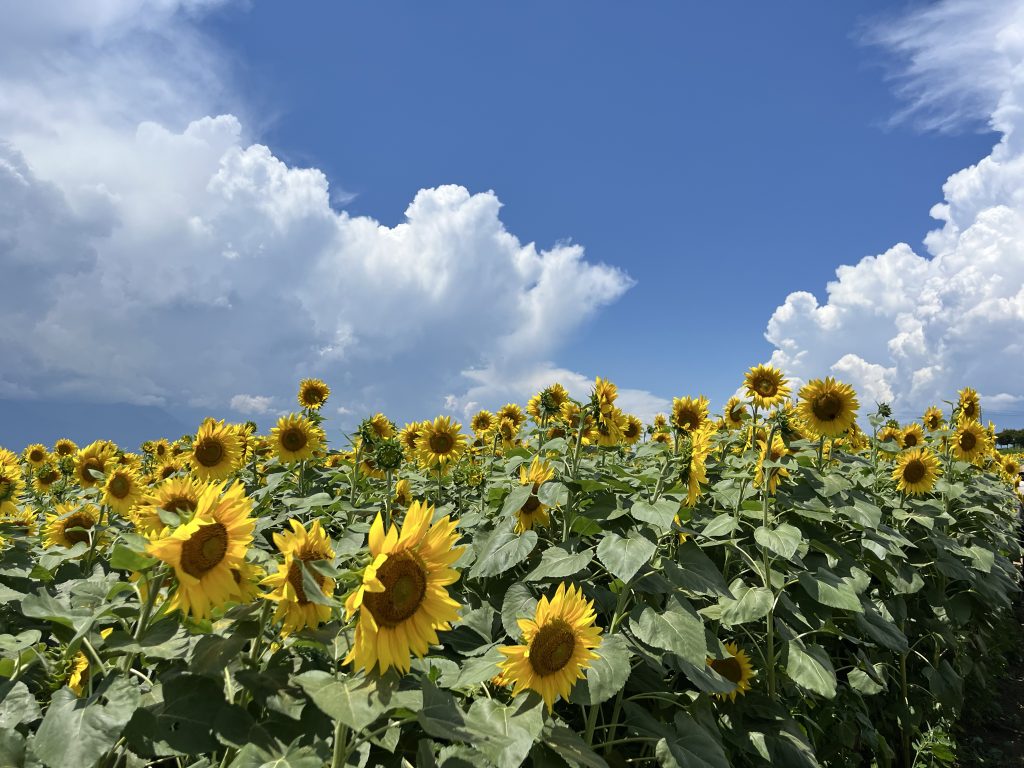 夏に行きたい絶景スポット！山梨・明野のひまわり畑で過ごす完全ガイド